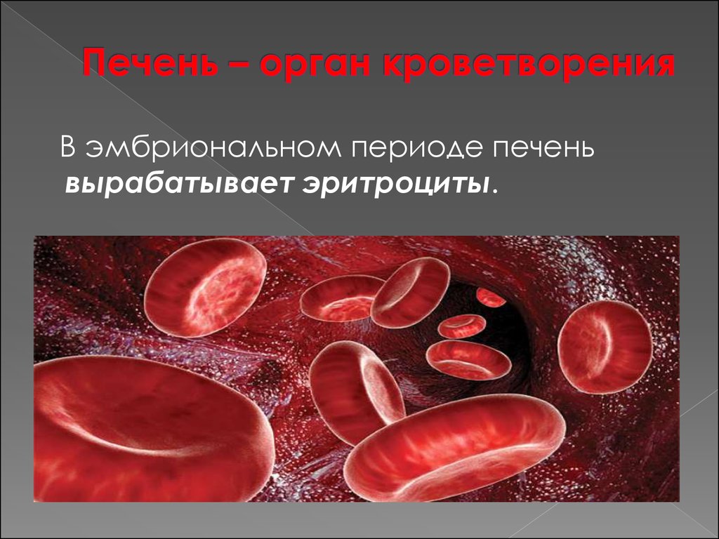 Печень выделяет в кровь. Печень орган кроветворения. Кроветворение в печени. Кроветворная функция печени. Печень выполняет кроветворную функцию.