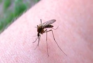 Заражение гепатитом с от укусов комаров thumbnail