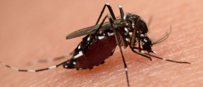 Могут ли комары переносить спид и гепатит thumbnail