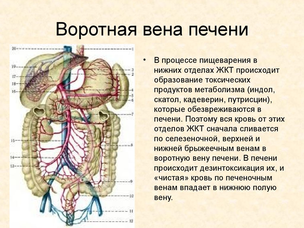 Какая вена в печени. Коллатеральный кровоток воротной вены. Воротная Вена функции функции. Портальная Вена анатомия печени. Воротная Вена печени система.